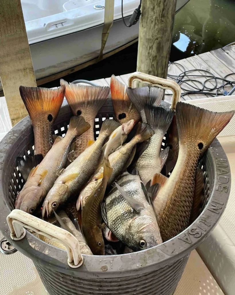 RedFish Inshore Charter Bradenton FL