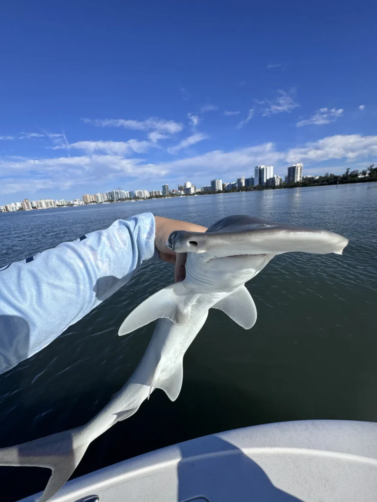 Shark Fishing Charter Sarasota FL