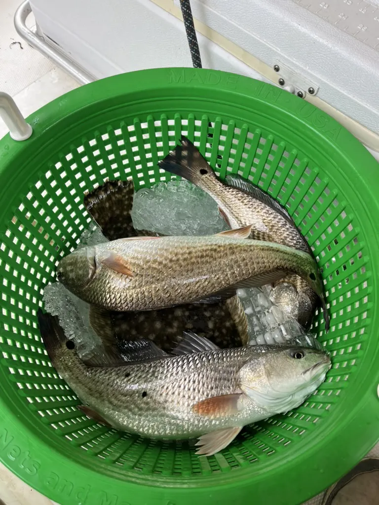 redfish Fairhope AL reputable fishing charter